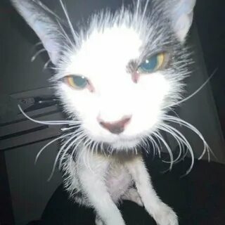 Помню киссколд
