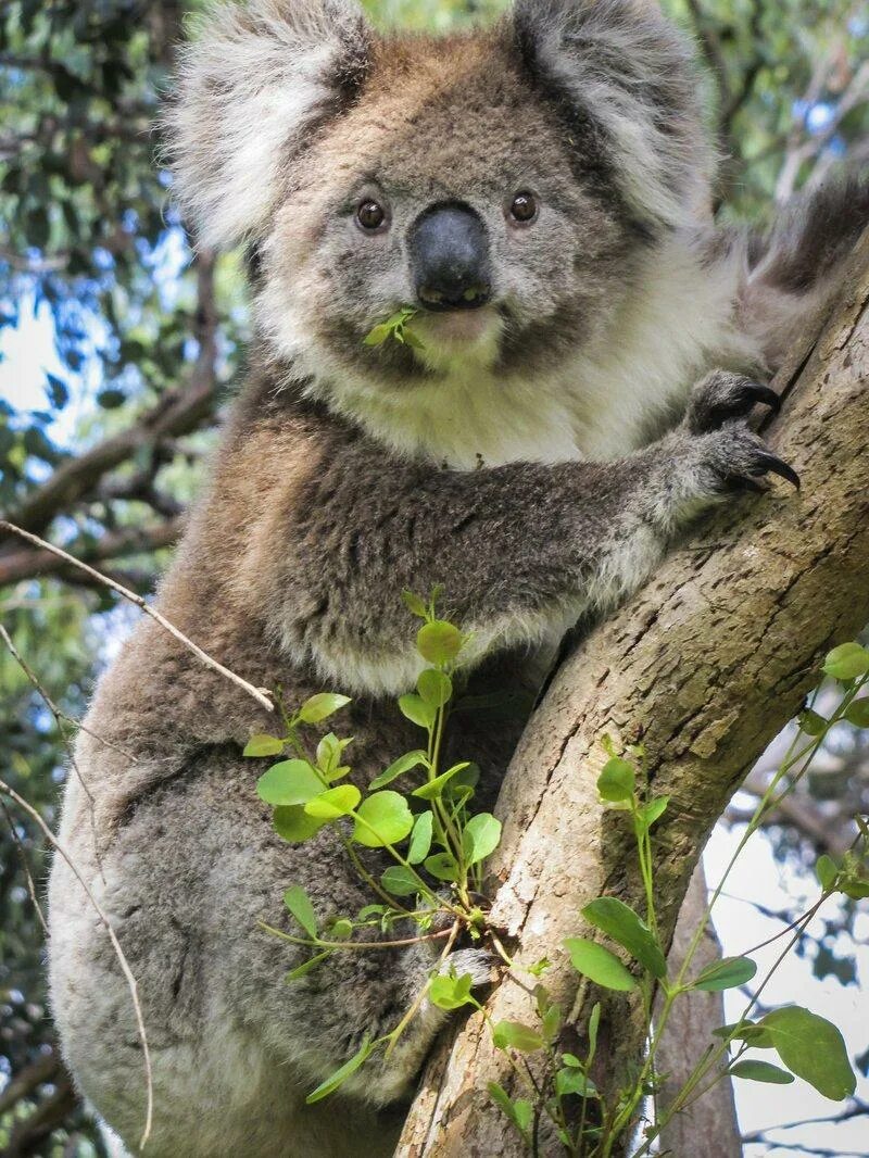 Коала. Коала в Австралии. Млекопитающие коала. Тигровая коала.