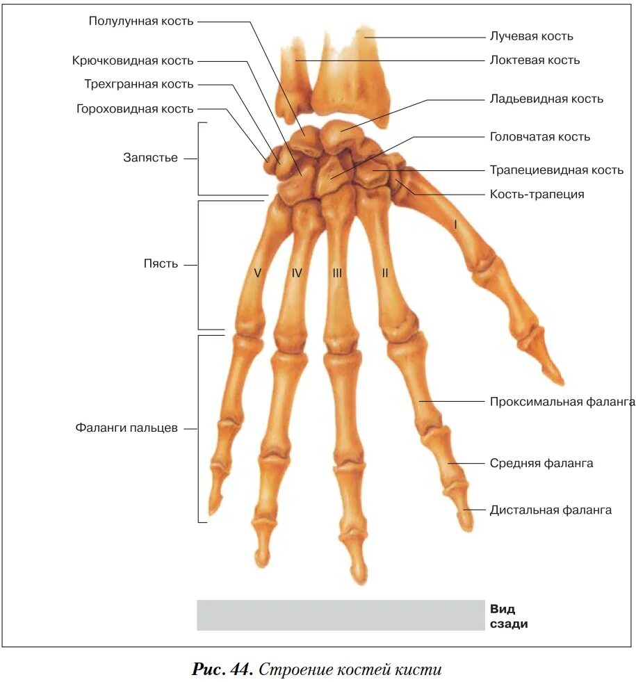 Фаланги пальца тип соединения. Кости ястья анатомия человека. Кости кисти строение. Кости пясти анатомия человека. Кости запястья анатомия строение.