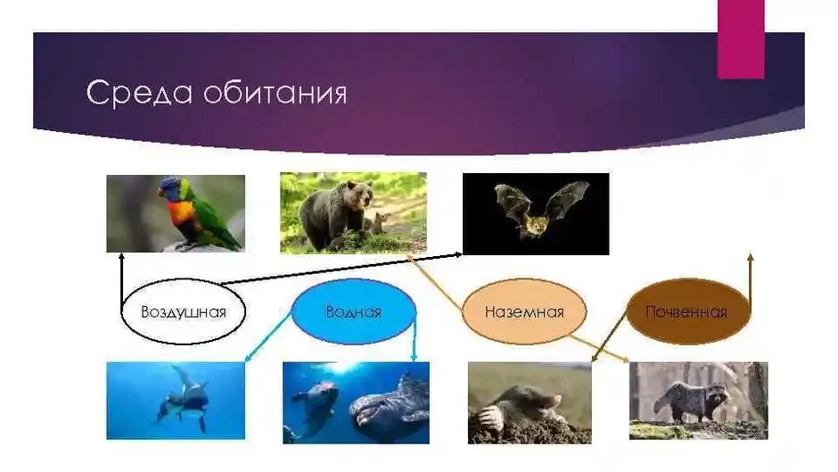Т среда. Пингвины обитают в наземно воздушной среде. Медведь среда обитания наземно воздушная. Заяц среда обитания наземно воздушная. Среда обитания кобры наземно воздушная или почвенная