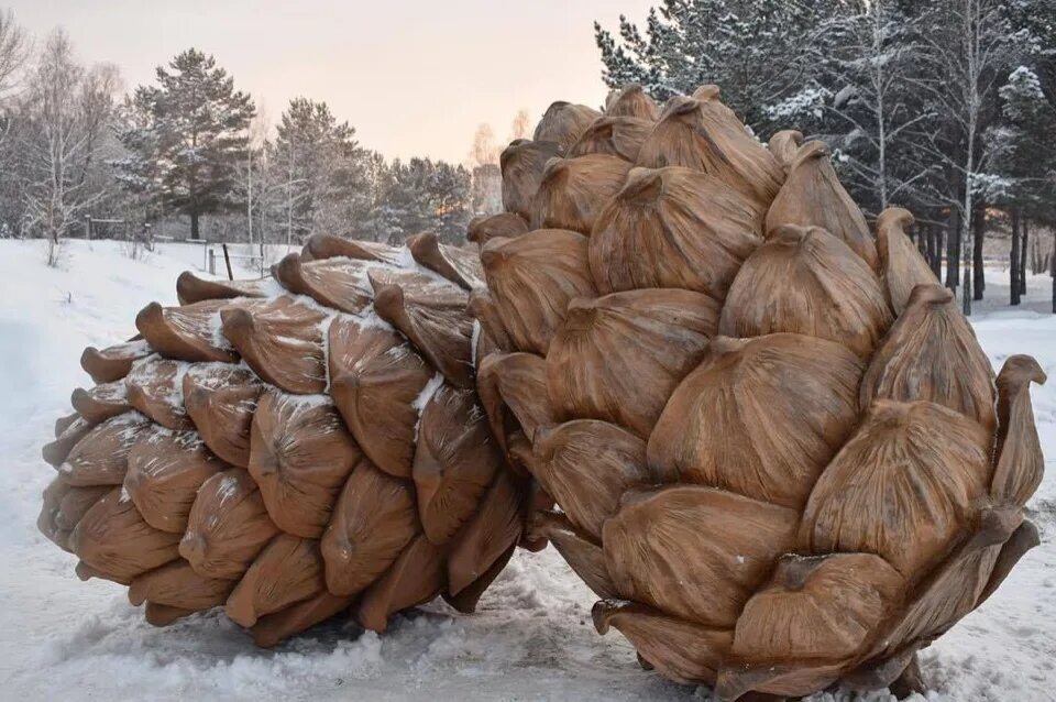 Куда сдать сосновую. Шишки. Шишки ели и сосны. Срубленные елки. Куда сдать сосновую.