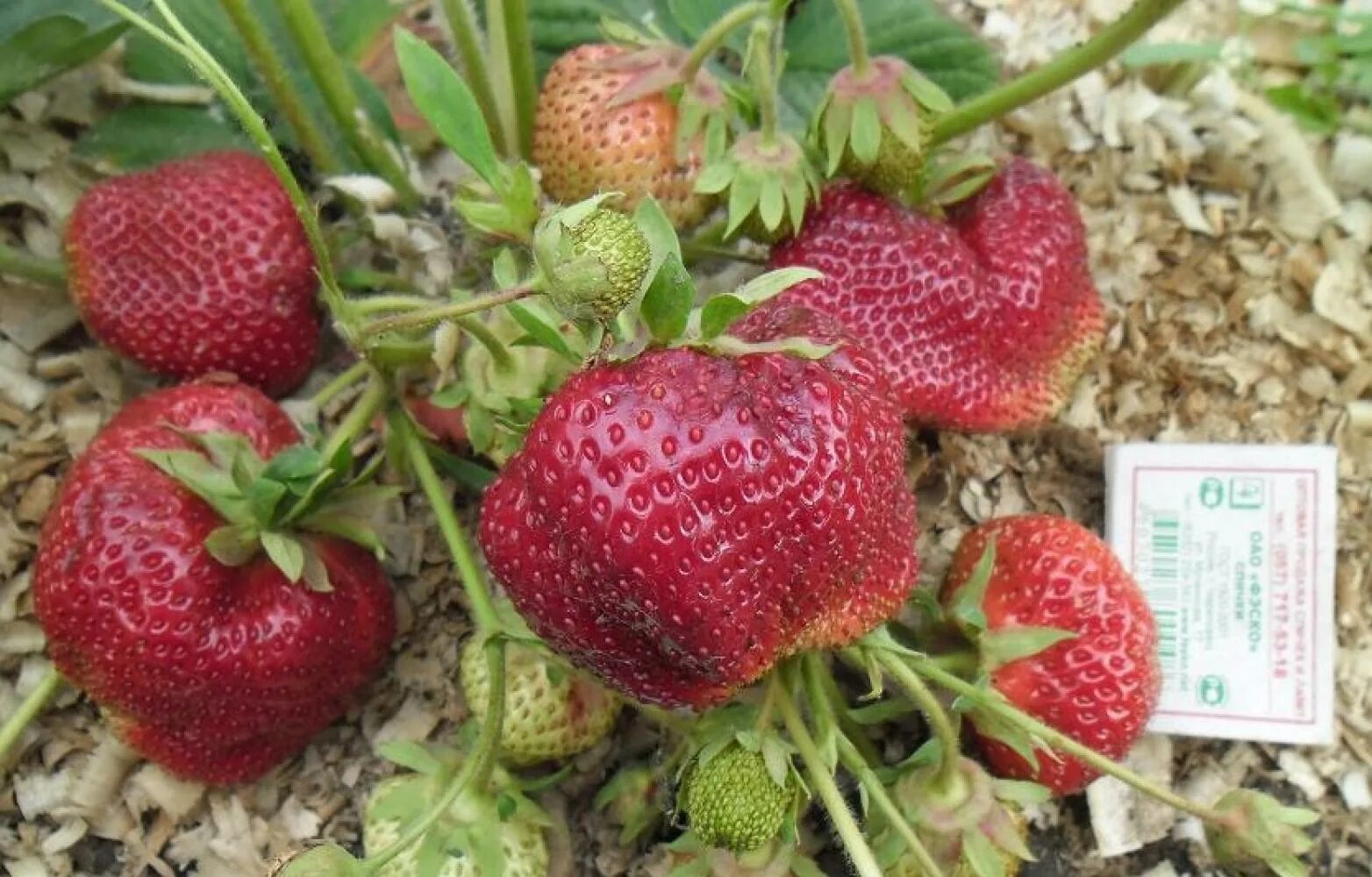 Клубника туруси отзывы. Земляника чамора туруси. сорт клубники чамора туруси. земляника садовая чамора туруси.