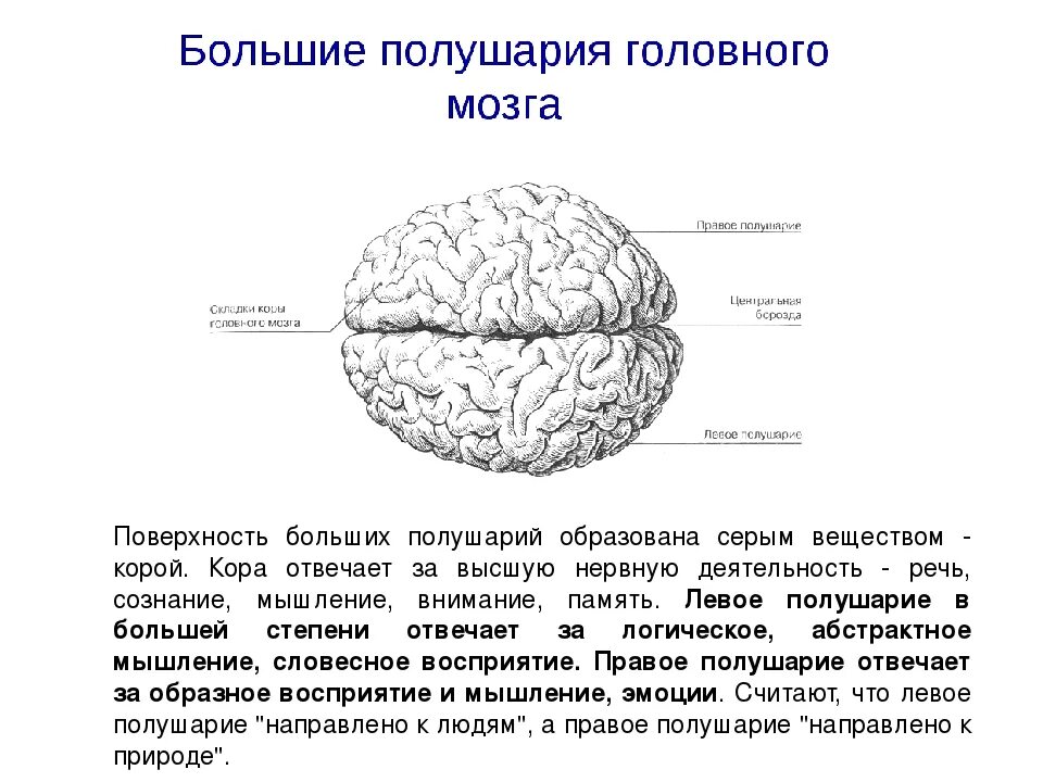 Большие полушария головного мозга строение и функции. Полушария большого мозга. Поверхность больших полушарий головного мозга образована. Большие полушария местоположение. Структура и функции больших полушарий