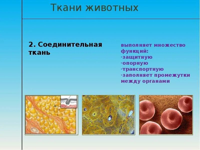 4 группы тканей животных. Соединительная ткань многоклеточных животных. Соединительная ткань растений. Строение соединительной ткани животных. Ткани животных соединительная ткань.