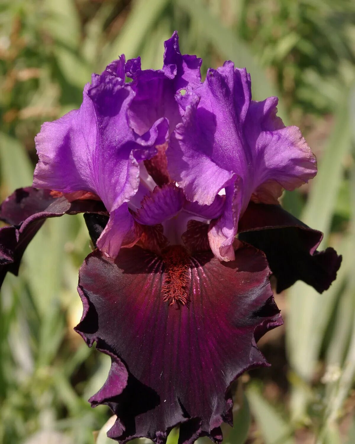 Iris mine