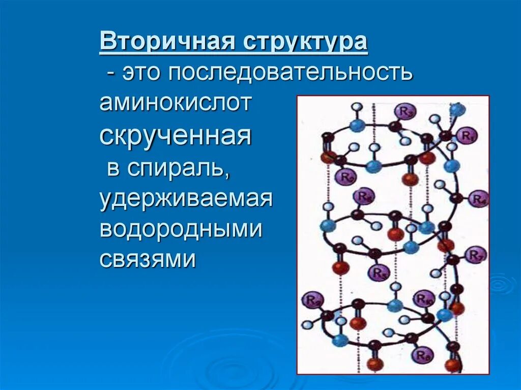 Картинки ВКЛЮЧАЕТ ПОЛИПЕПТИДНЫЕ ЦЕПИ