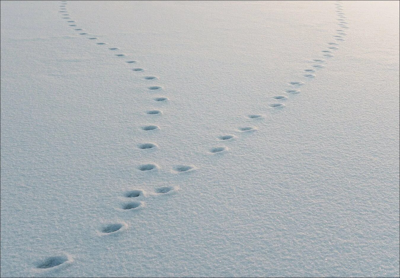 Вый след. Следы на снегу. звериные следы на снегу. следы лисы на снегу. следы зайца.