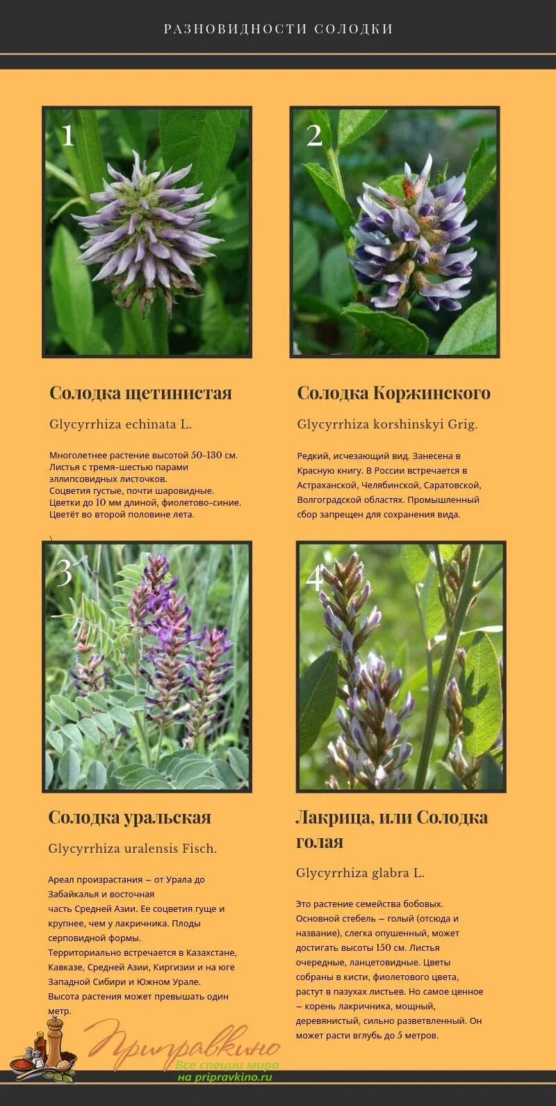 Солодка характеристика. Корни солодки растение солодка. Солодка характеристика. Солодка характеристика. Солодка трава.