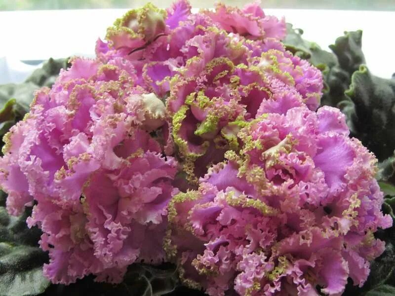 фиалка фуксиева кружева. ле фуксиевое кружево спорт. ле фуксиевое кружево. ле фуксиевое кружево спорт. фиалка кружево.