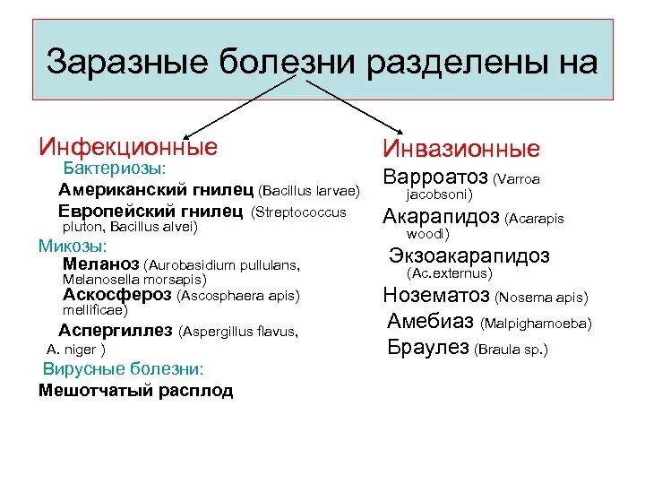 Классификация болезней пчел. Классификация инфекционных заболеваний. Инфекционные болезни пчел. Классификация инвазионных болезней. Какие заболевания заразные