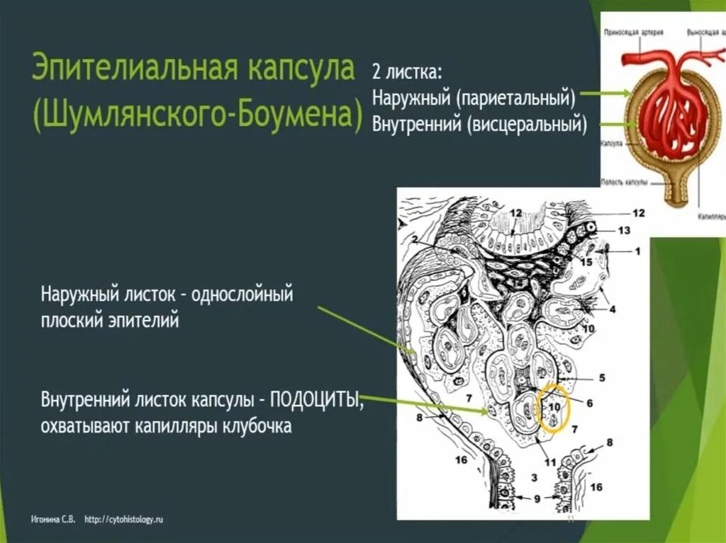 Нефрон капсула боумена. Строение капсулы Боумена-Шумлянского. Париетальный листок капсулы клубочка. 2) Капсула Шумлянского-Боумена -. Наружный листок капсулы нефрона.