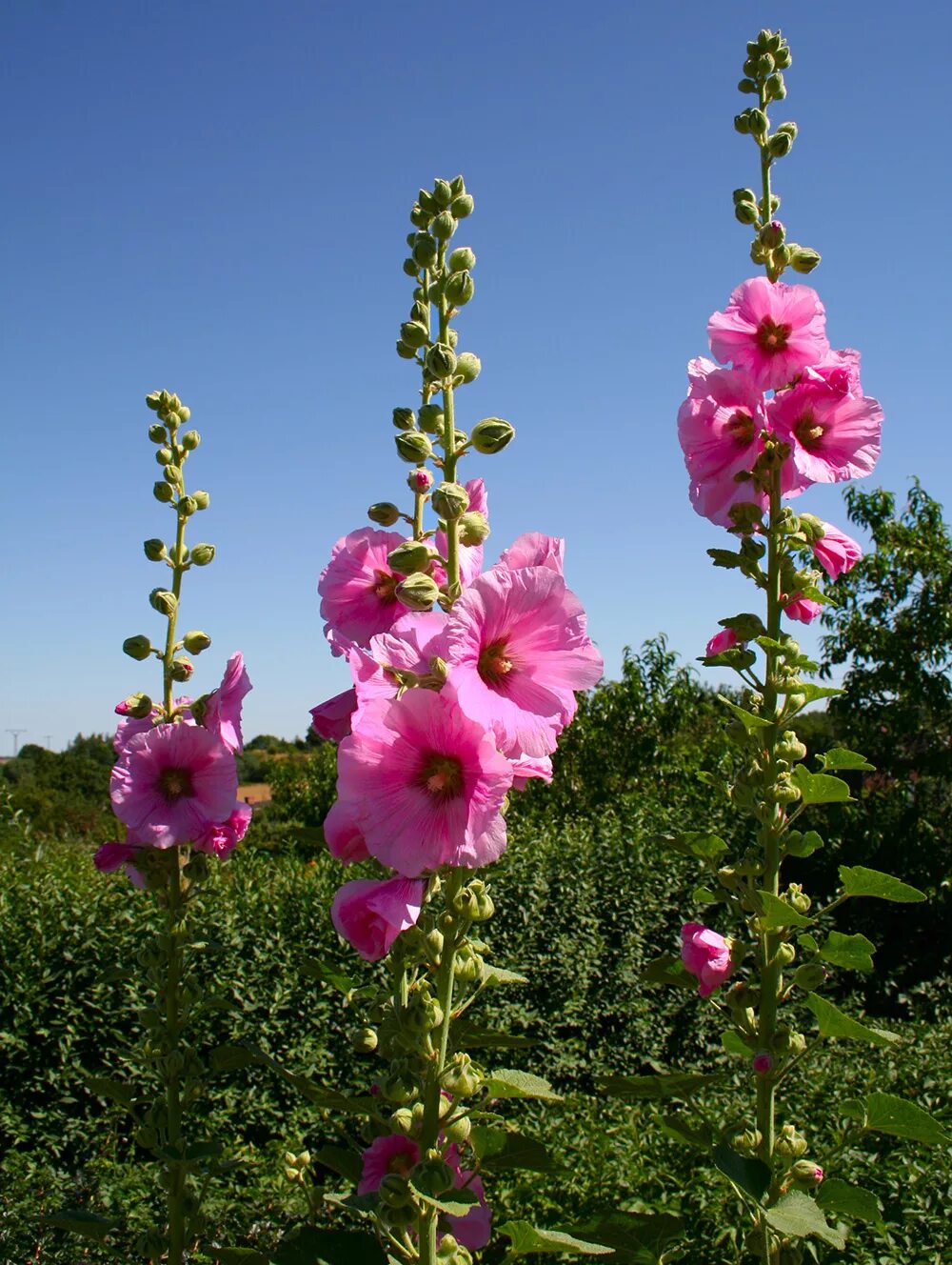 Мальва – Alcea rosea.