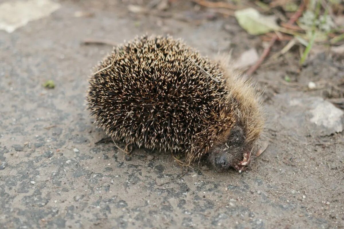 Щетинистый еж 6. Erinaceus europaeus. щетинистый колючий материал. еж мадагаскара 6.