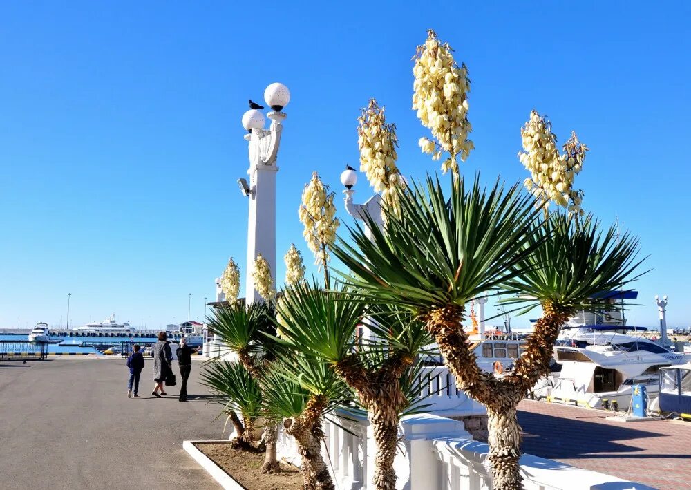 Сочи парк навагинская. Когда начинается сочи. Когда начинается сочи. 12 июня сочи. Набережная сочи 2022.