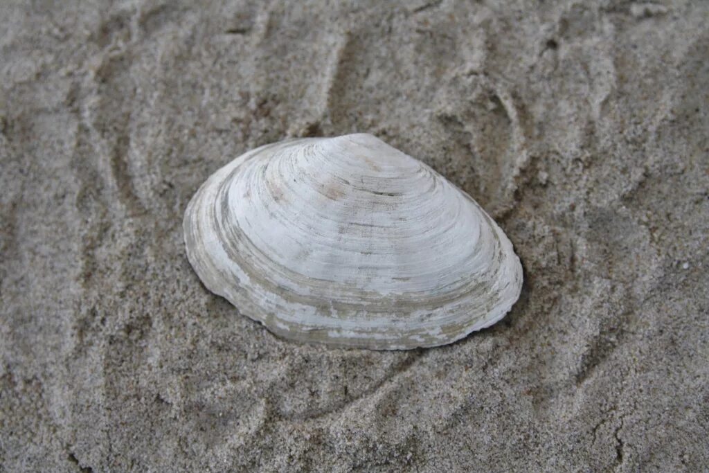 Феодосия ракушечный пляж. Красивые ракушки. Большая ракушка. Песчаная ракушка мия. Ракушки морские.