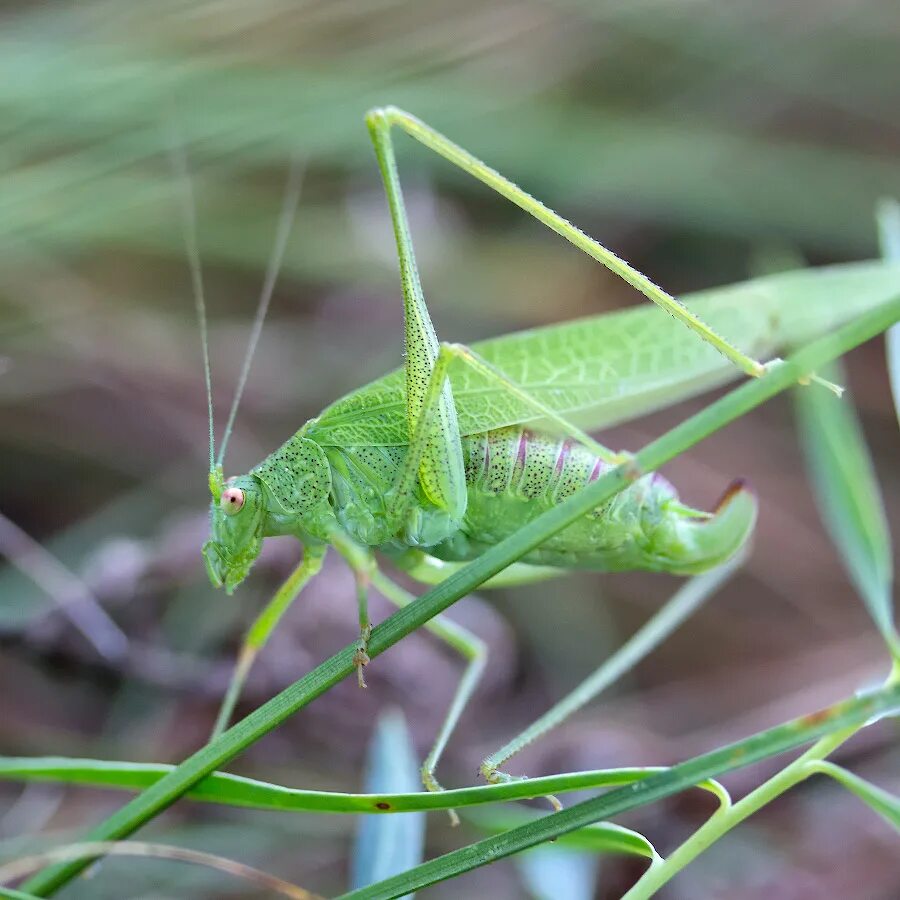 саранча обыкновенная. кузнечик цикада саранча. самка кузнечика. кузнечик tettigonia viridissima. кузнечик зеленый обыкновенный.
