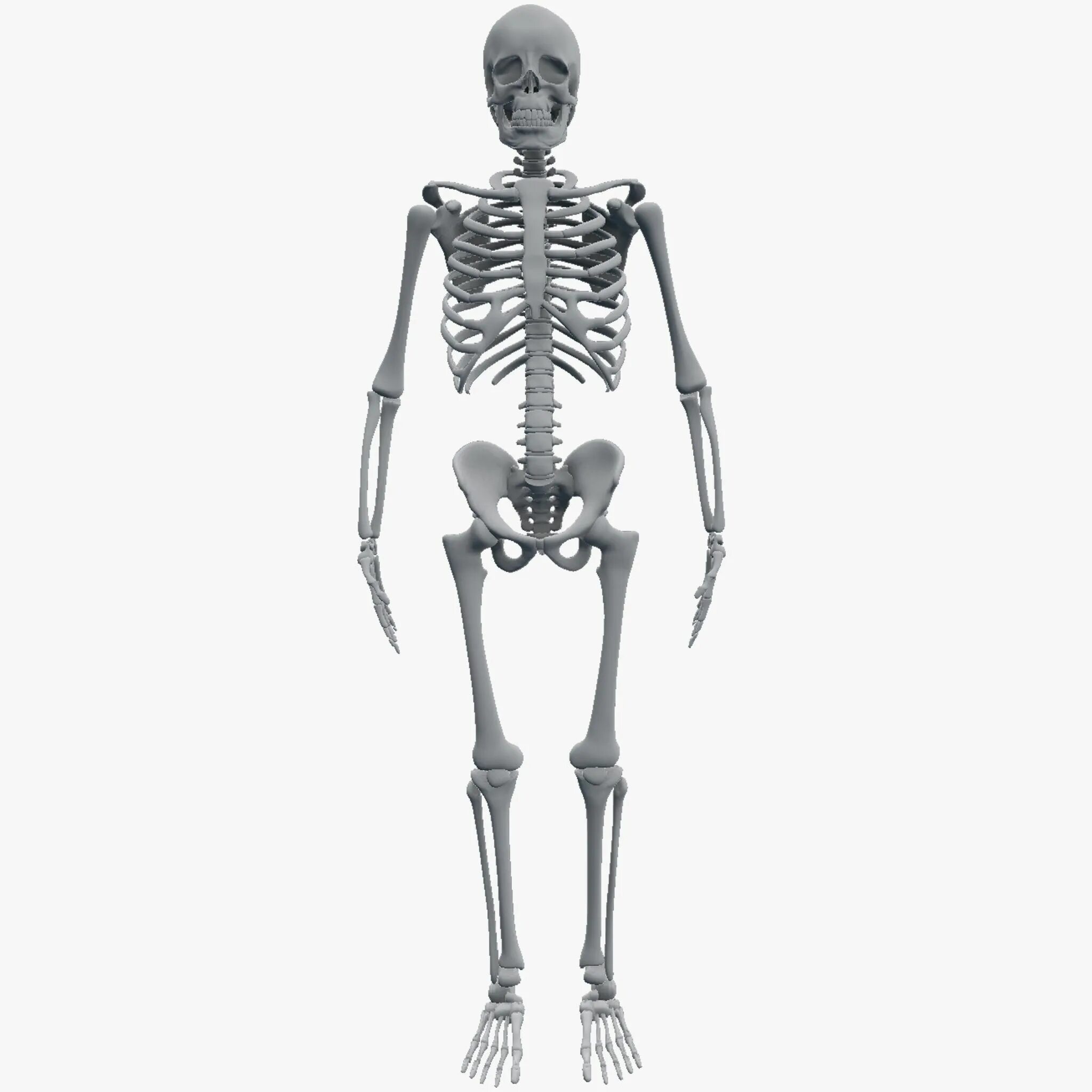 Три д скелет человека. 3d моделька скелета. Скелет человека Зд модель. Модель «скелет человека» 42 см. Изменяемая 3д модель скелета для рисования.