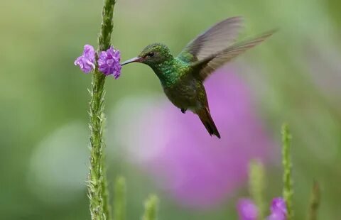 Colibri clean