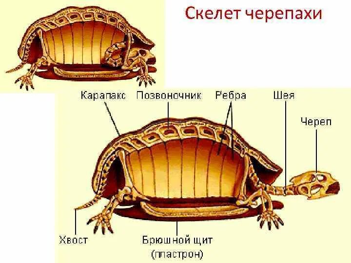 Строение черепахи сухопутной. Строение панциря красноухой черепахи. Строение скелета красноухой черепахи. Строение органов красноухой черепахи. Толщина панциря черепахи