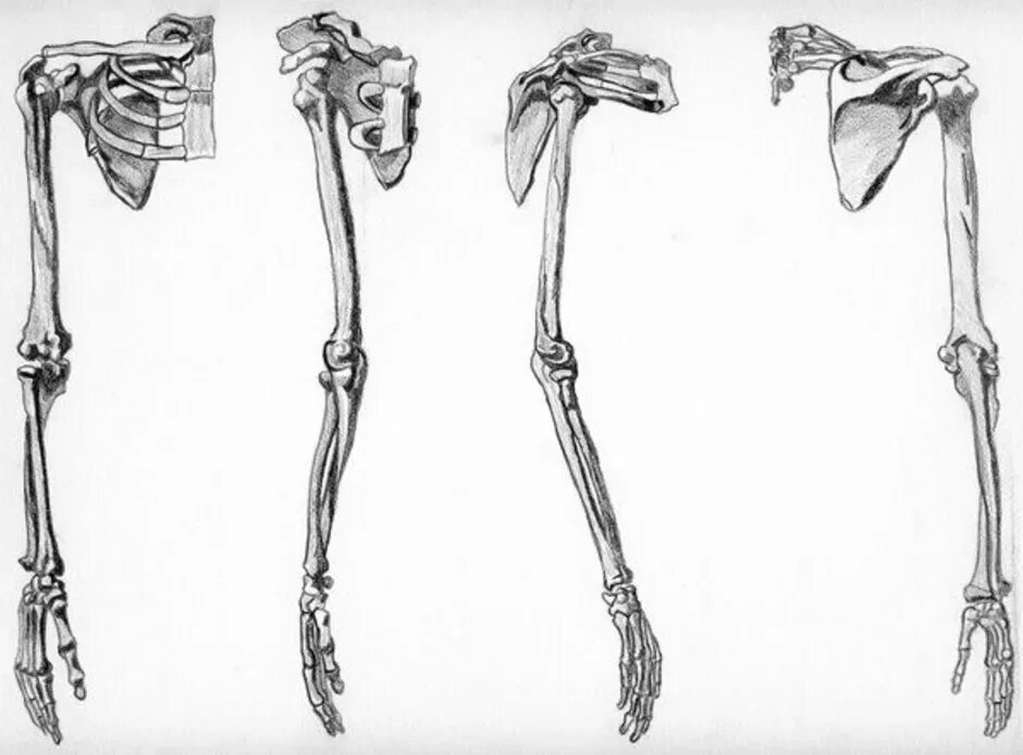 Скелет верхней конечности рисунки. Анатомия человека скелет кости руки. Ключицы Баммес анатомия. Кости верхней конечности Баммес. Скелет руки Баммес.