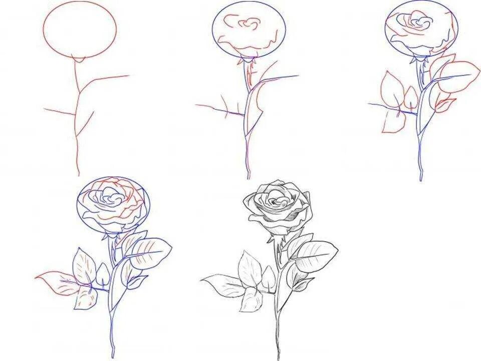 Поэтапное рисование розы. Рисунки розы карандашом для начинающих. Поэтапный рисунок розы карандашом. Букет поэтапное рисование