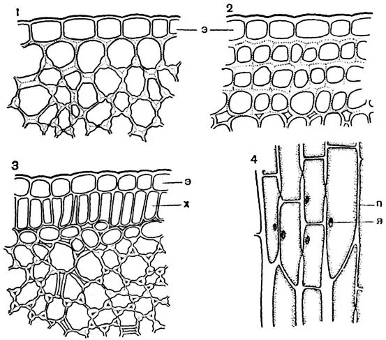 механическая ткань растений колленхима. механическая ткань колленхима строение. механическая ткань растений колленхима. механическая ткань растений колленхима. механическая ткань колленхима угловатая коленхима.