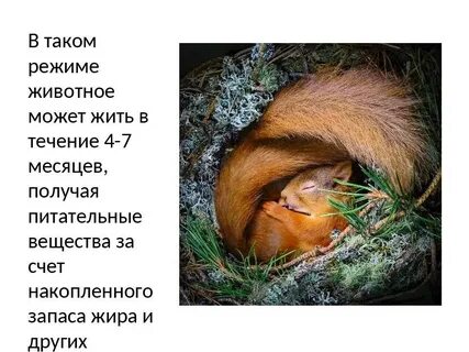 Белка впадает в спячку зимой или нет