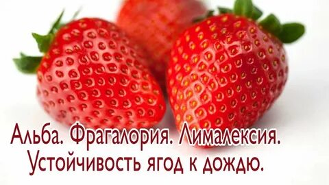 Лималексия описание сорта фото отзывы садоводов клубника