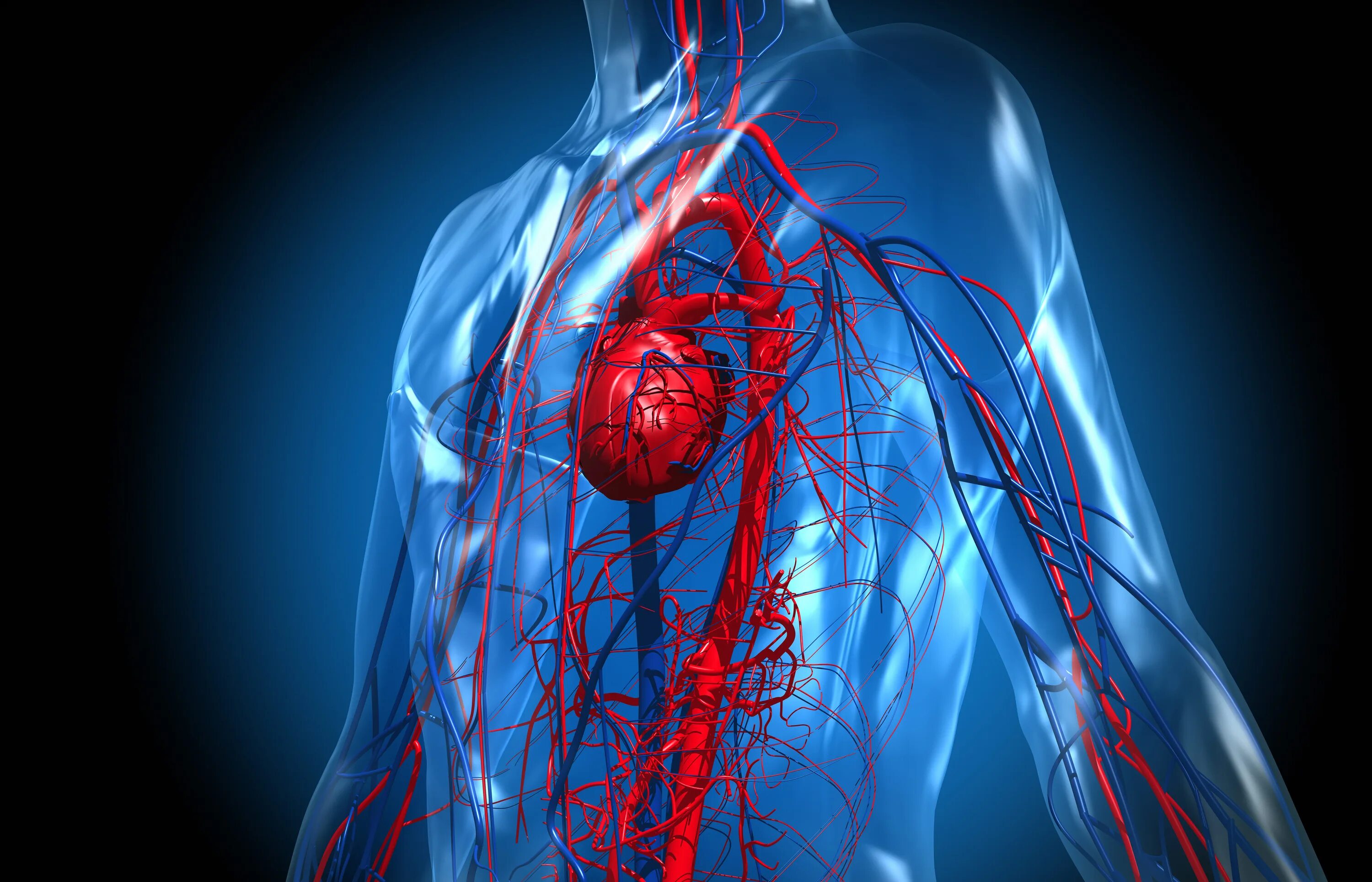 Сердечно-сосудистая система человека. Кровеносная система сердца. Сосудистая система человека анатомия. Кровообращение костей