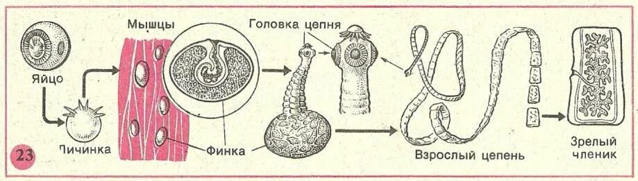 Какая стадия свиного цепня разовьется. Цикл развития ленточных червей схема. Цикл развития бычьего цепня рисунок. Жизненный цикл свиного цепня биология.