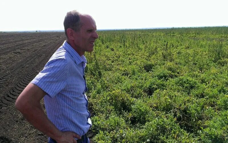 Банан етиштириш ўзбекистонда. Агроном технолог. 2 гектара картошки. Красный маяк сельхозпредприятие. Посадка картофеля на целине.