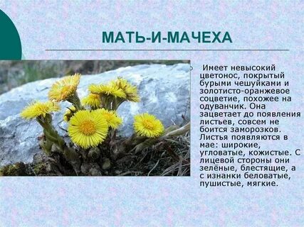 Окончание внутрь мачехи