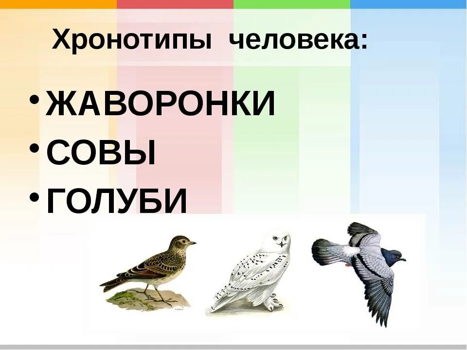 Жаворонки совы и голуби хронотипы. Биоритмы совы жаворонки голуби. Хронотип сова жаворонок голубь. Биоритмы совы жаворонки голуби. Хронотипы сова жаворонок голубь.