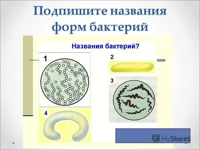 Контрольная по биологии 7 класс бактерии