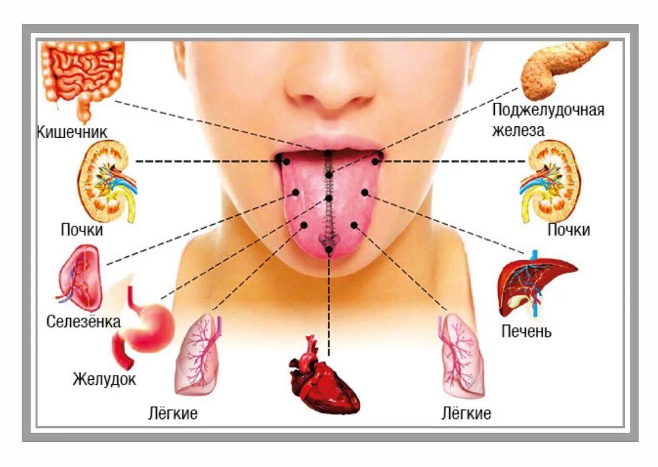Неприятный внутренний. Точки органов на языке человека. Проекция внутренних органов на языке человека. Болезни по языку определить. Болезни по языку схема.