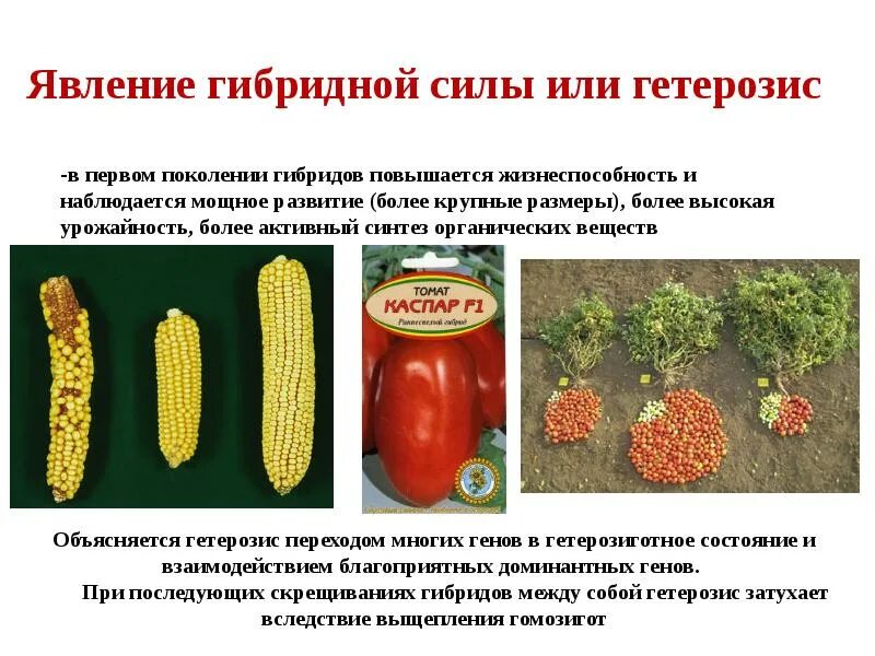 Получение чистых линий в селекции. Явление гетерозиса в селекции растений. гетерозис растений у кукурузы. явление гибридной силы. гетерозис гибридная сила.
