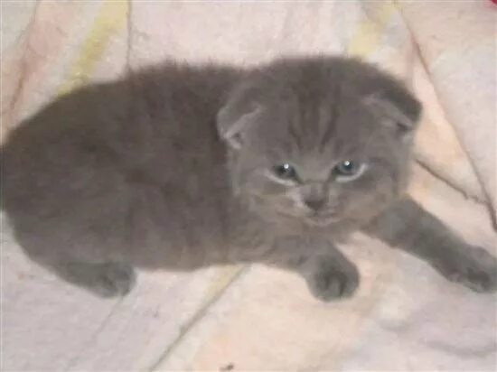 Шотландские Котята 1 Месяц Фото