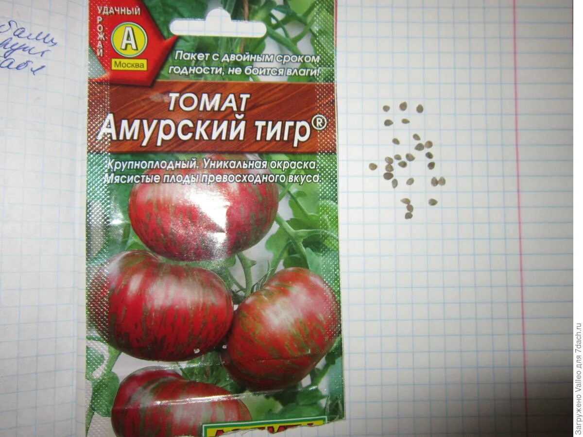 Томаты сорт амурский тигр. Семена помидор амурский тигр.