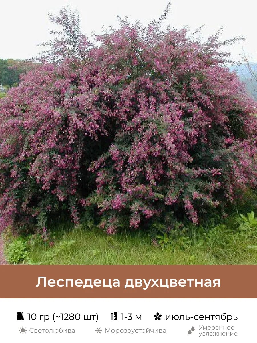 Леспедеца двухцветная фото и описание. Lespedeza bicolor turcz. Леспедеца биколор. Леспедеца двухцветная фото и описание. Леспедеца войлочная.