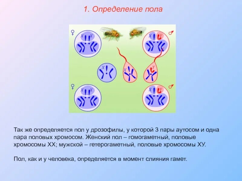 Какое число хромосом у дрозофилы. Генетика пола презентация. половые хромосомы дрозофилы. у человека мужской пол гетерогаметный.. как определяется пол у дрозофилы.