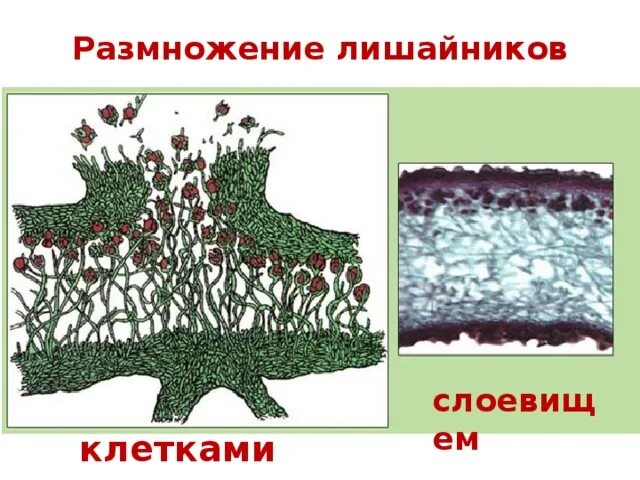 Кустистые лишайники размножение. Соредии и изидии лишайника. Размножение лишайников схема. Размножение лишайников 7 класс.