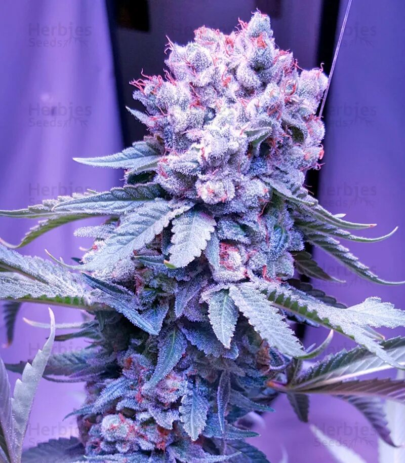 Перпл Хейз сорт. Trainwreck сорт. Purple Haze сорт. Trainwreck конопля.