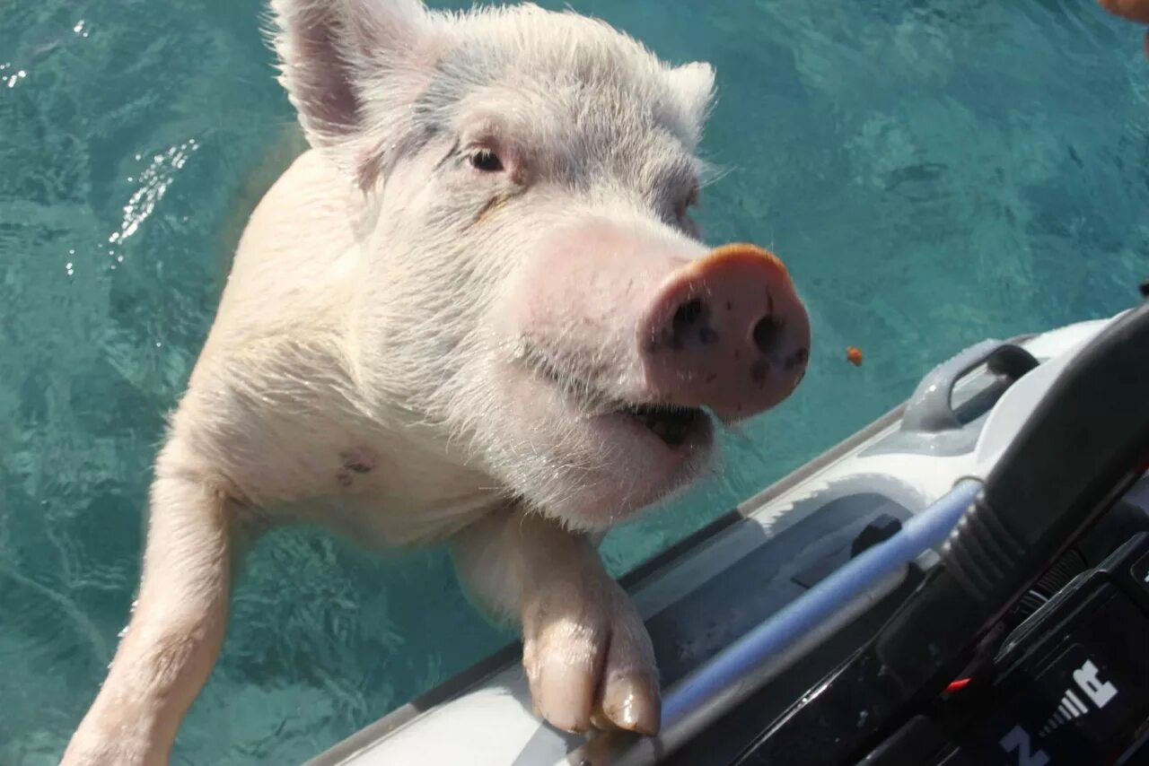 Свинка плавает. Водоплавающие свиньи Багамы. Багамские острова свинки. Багамские водоплавающие свинки. Свинья плавает.