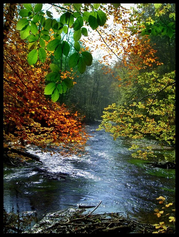 Живые пейзажи. Осенний пейзаж живой. Анимация природа. Осень дождь. Вода едва блестела в реке