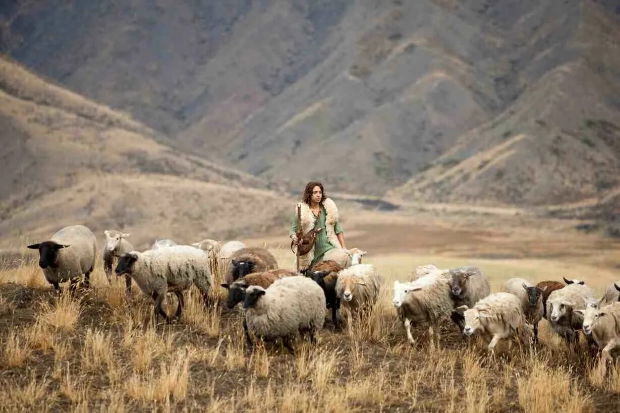 Пастухи гонят стадо. Пасти овец. Пастух в горах. Пастух с овцами. Пастух пасет овец.