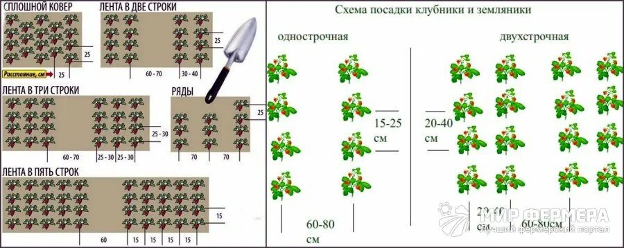 Клубника схема посадки в открытый грунт. Схема посадки клубники в открытом грунте весной. Клубника схема посадки двухстрочная. Схема посадки ремонтантной клубники в открытом грунте осенью.