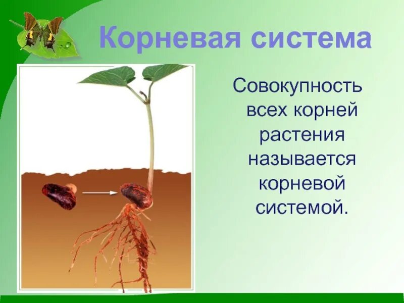 Корень презентация. Презентация на тему корень растения. Корень растения биология.