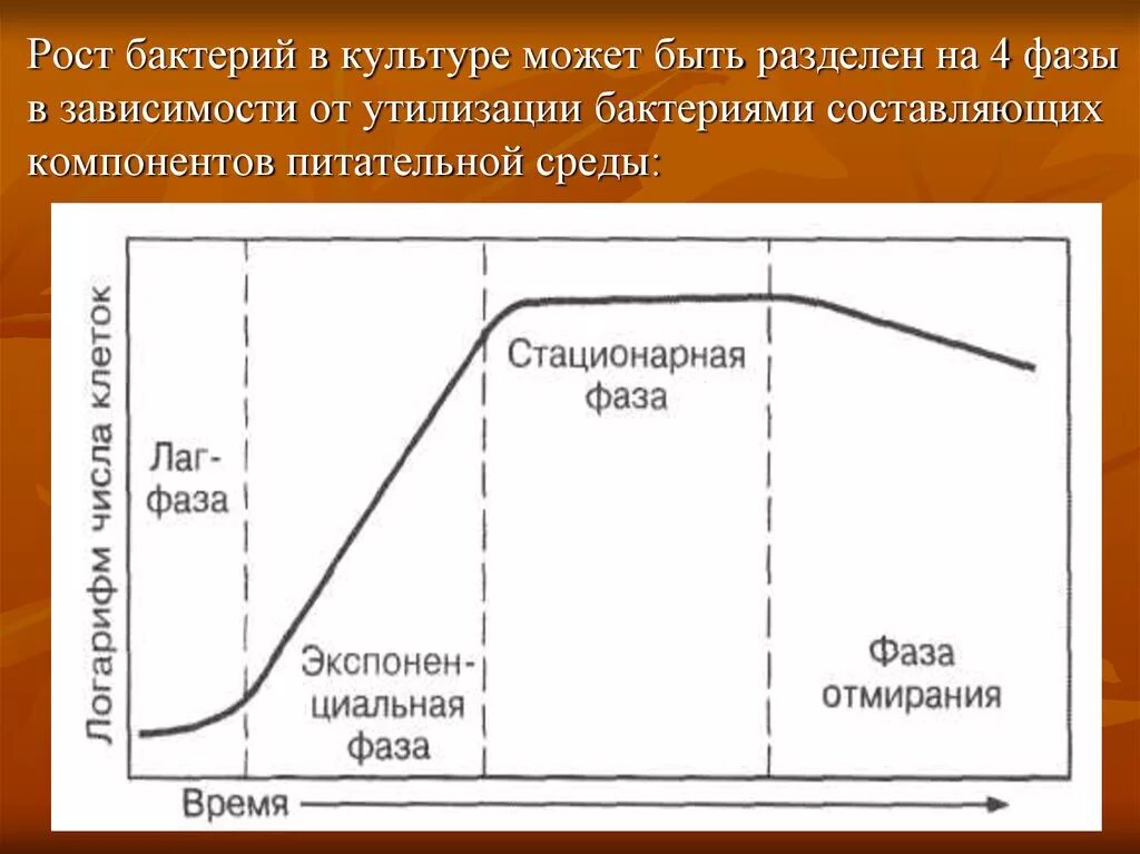 Фазы роста культуры микроорганизмов. Фазы развития бактериальной популяции микробиология. Кривая роста микроорганизмов при периодическом культивировании. Фазы размножения бактерий в жидкой питательной среде.