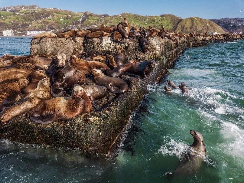 Невельск лежбище. Фестиваль слонов в индии. Animal savior. Сотни животных. Стадо антилоп гну.