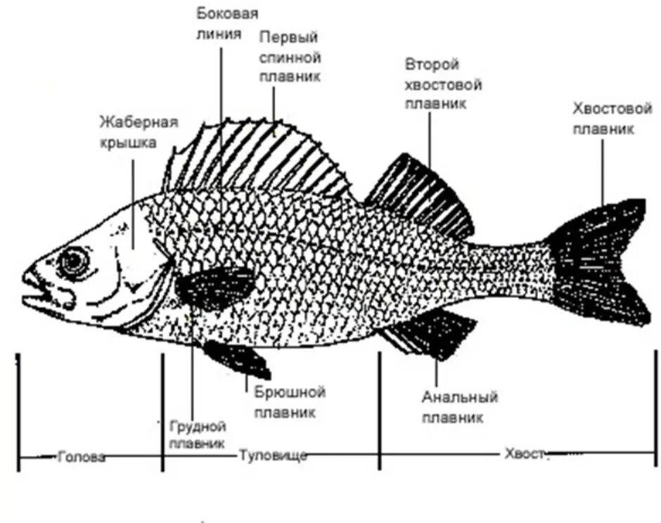 Строение рыбы тест. Строение плавника окуня. Строение рыбы Речной окунь. Речной окунь строение. Внешнее строение речного окуня.